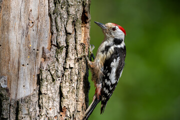 Middle Spotted Woodpecker flew to the hollow.
