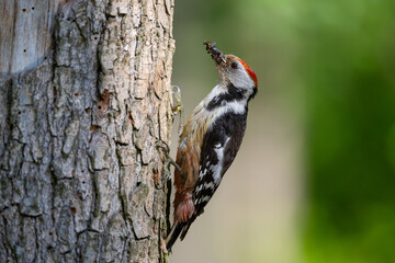 Middle Spotted Woodpecker flew to the hollow.