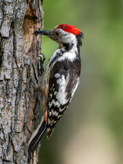 Middle Spotted Woodpecker flew to the hollow.