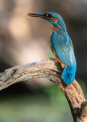 A kingfisher rests after hunting sitting on the branches in the rays of the morning sun. Poland....