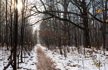 A walking path covered with fallen leaves in a damp snow-covered deciduous forest on a cloudy autumn day.
