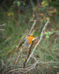 Pajaro en una Rama