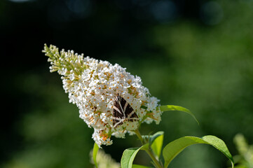 Butterfly Russian Bear on lilac