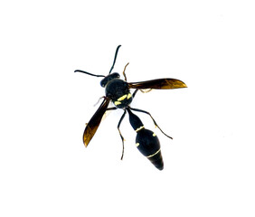 Fraternal Potter Wasp - Eumenes fraternus - builds a miniature pot out of mud in which it lays an egg and places a live caterpillar. The larva feeds on this. Isolated on white background top view