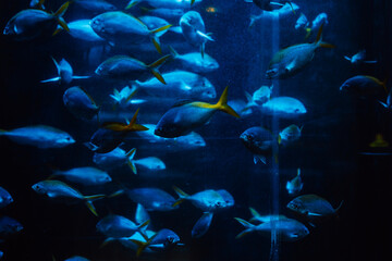 Fototapeta na wymiar Beautiful fish in a huge aquarium in the aquarium with beautiful lighting