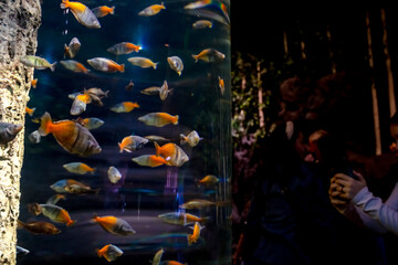 Beautiful fish in a huge aquarium in the aquarium with beautiful lighting