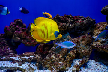 Naklejka na ściany i meble Beautiful fish in a huge aquarium in the aquarium with beautiful lighting