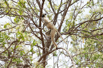 Verreaux's sifaka Madagascar. White sifaka with dark head.