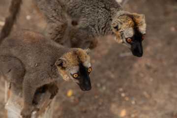 Cute brown lemur (Eulemur fulvus) with orange eyes.