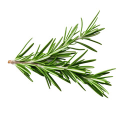 Fresh Rosemary Twig