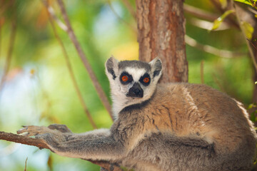 Obraz premium ring-tailed gray lemur in natural environment Madagascar.Close-up, cute primate