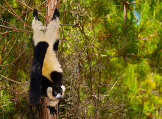 black and white ruffed lemur in its natural habitat, Madagascar © Elena