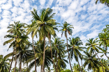 coconut trees palms against the blue sky of India