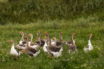 geese on the lawn