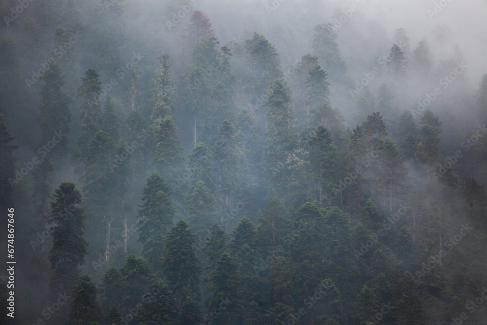 Wall mural Nature background misty. Forest trees with fog.