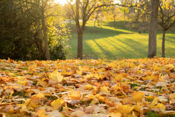 a sunny day in fall. autumn park in Prague as vibrant orange trees and fallen maple leaves create a...