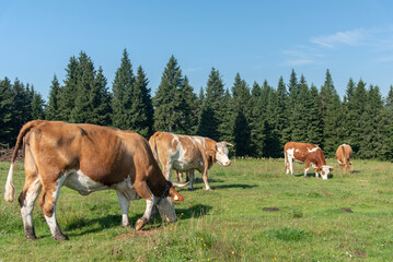Fototapeta na wymiar Rogla, Pohorje mountain range, Slovenia, Europe - cows on pasture
