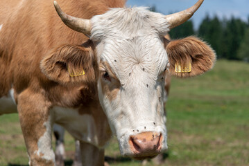 Rogla, Pohorje mountain range, Slovenia, Europe - cows on pasture