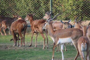 Naklejka na ściany i meble wild Deer family in the park
