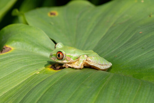 Close-up of a cute Natal Forest Tree Frog (Leptopelis natalensis) on a green leaf above a pond