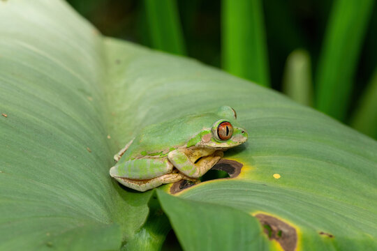 Close-up of a cute Natal Forest Tree Frog (Leptopelis natalensis) on a green leaf above a pond