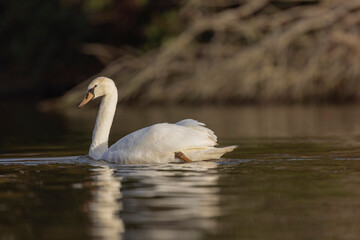 Mute Swan Cygnus olor taking off from a pond in the early morning