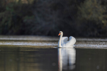 Mute Swan Cygnus olor taking off from a pond in the early morning - obrazy, fototapety, plakaty