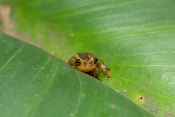 An adorable Natal Leaf-folding Frog (Afrixalus spinifrons) on vegetation above a pond