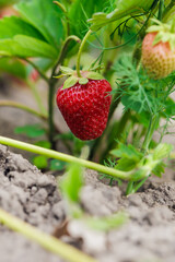 Harvesting of fresh ripe big red strawberry fruit in greenhouse