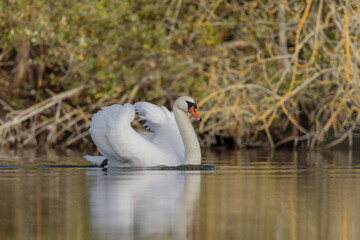 Mute Swan Cygnus olor taking off from a pond in the early morning