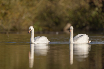 Mute Swan Cygnus olor taking off from a pond in the early morning