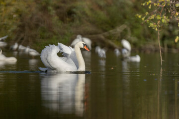 Mute Swan Cygnus olor taking off from a pond in the early morning