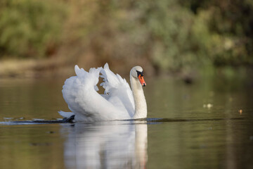 Naklejka premium Mute Swan Cygnus olor taking off from a pond in the early morning