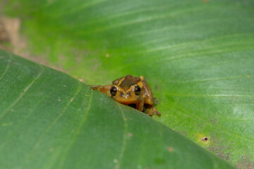 An adorable Natal Leaf-folding Frog (Afrixalus spinifrons) on vegetation above a pond