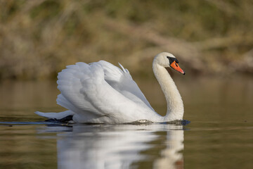 Naklejka premium Mute Swan Cygnus olor taking off from a pond in the early morning