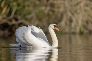 Mute Swan Cygnus olor taking off from a pond in the early morning