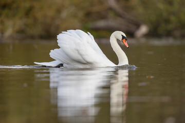 Fototapeta premium Mute Swan Cygnus olor taking off from a pond in the early morning