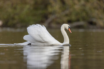 Fototapeta premium Mute Swan Cygnus olor taking off from a pond in the early morning