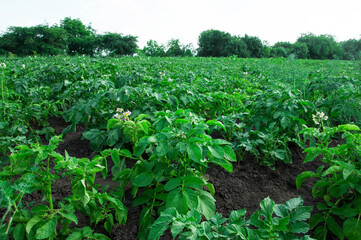 Fototapeta na wymiar bushes of planted potatoes in the ground. green plants on dark soil. potato growing concept. Young vegetables grow on the soil. Healthy new potatoes in an organic garden.