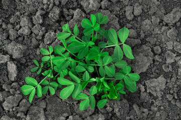 peanut bush in the garden. green plant in the ground. concept of growing peanuts	
