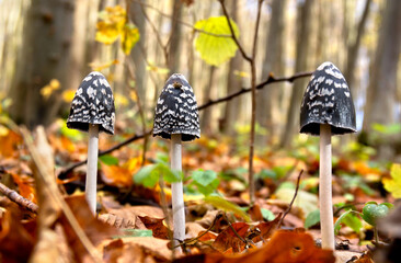 Black white mushrooms Coprinopsis picacea, ( magpie mushroom, magpie fungus, magpie inkcap fungus ) in autumnal yellow forest in autumn © Anastasiia Malinich
