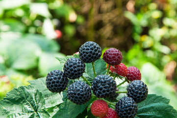 ripe blackberries in the garden. dark sweet berries in the forest. the concept of growing...