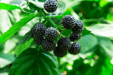 ripe blackberries in the garden. dark sweet berries in the forest. the concept of growing...