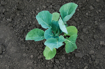 young green cabbage in the garden. green vegetable in the garden.cabbage cultivation concept	