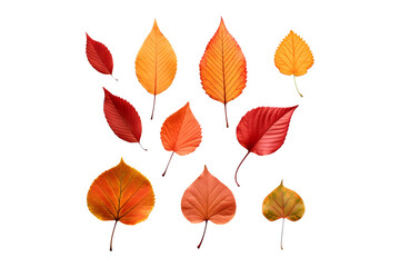 Fototapeta na wymiar Set of scattered red and yellow autumn leaves isolated on white and transparent background