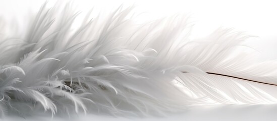 Bright white feather texture. Overhead top view, flat lay. Copy space. Birthday card, Mother's, Valentines, Women's, Wedding Day concept. Selective focus