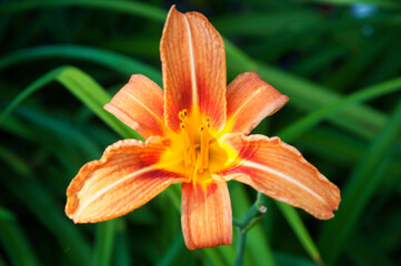 Blooming orange daylily in the garden
