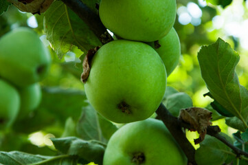 green varietal apples on a branch in a summer garden. the concept of growing apples of early varieties	