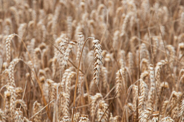 many ripe ears of corn in a wheat field. the concept of a good harvest of bread