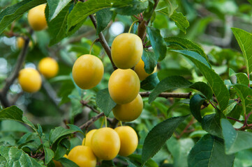 yellow ripe organic plums on the green tree in the garden. juicy sweet cherry plum in the summer garden	